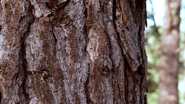 Natural pine tree bark texture background close up. Rough brown wood surface in forest.