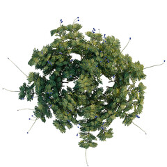 Lavandula pinnata Sidonie tree plan, top view, cutout, transparent background, isolate, Lush Green Fern Fronds Detailed Close-Up Texture for Design Elements and Natural Backgrounds