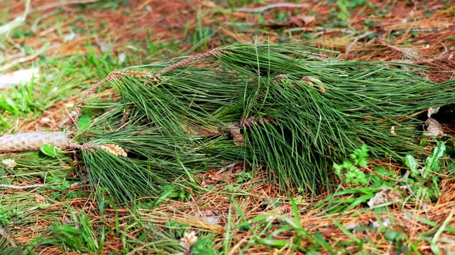 Wind broken pine limb resting on needle covered woodland ground. Natural decay and forest life cycle concept