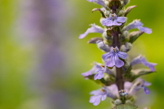 Close-up of bugleweed flowers growing in a green lawn