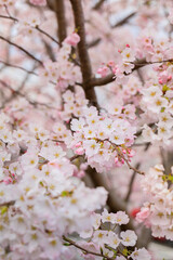 満開の桜