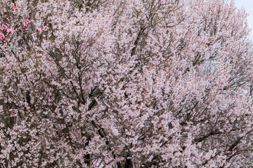 満開の桜