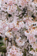 満開の桜