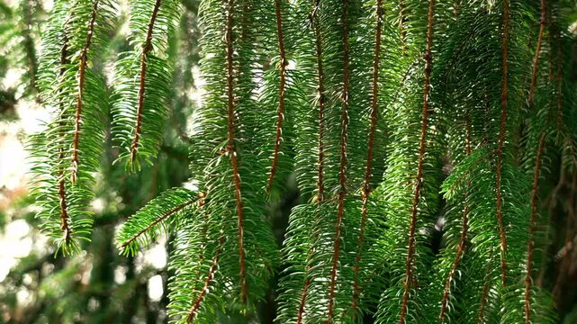 Hanging spruce branches in warm sunlight inside dense forest. Peaceful woodland atmosphere and natural environment concept