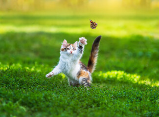 A cute kitten on the green grass in a summer garden catches a flying butterfly with its paw © nataba