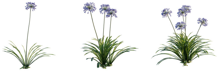 Fototapeta premium Agapanthus Black Pantha tree, elevation, front view, cutout, transparent background, isolate, Agave Plant Close-Up - Succulent Leaves Texture, Green Tropical Foliage, Detailed Botanical Illustration
