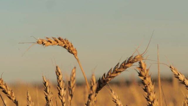 Agricultural landscape featuring endless wheat fields, plants reaching maturity sun, serene view wheat field sunset, field wheat few stalks, wheat brown and dry. sky blue clear, Rows spreading across