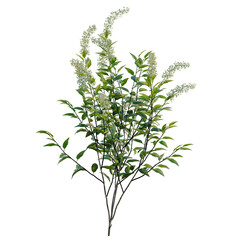 Cestrum nocturnum tree, elevation, front view, cutout, transparent background, isolate, Lush green tree branches with vibrant foliage, perfect for natural backgrounds and design elements.