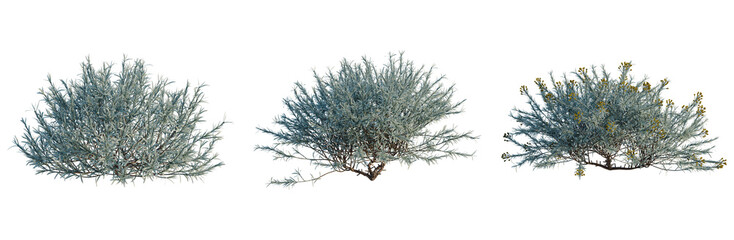 Helichrysum italicum tree, elevation, front view, cutout, transparent background, isolate, Branch of juniper berries with a berry cluster, evergreen coniferous plant closeup, detailed © DH Tree Stock