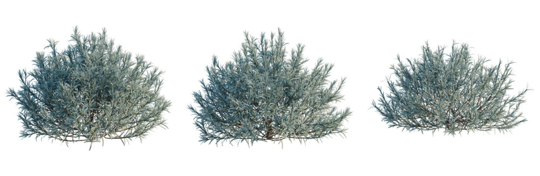 Helichrysum italicum tree, elevation, front view, cutout, transparent background, isolate, Detailed close-up of a vibrant green juniper bush with intricate branch detail and rich texture.