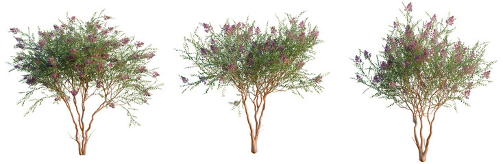 Lagerstroemia indica tree, elevation, front view, cutout, transparent background, isolate, Elegant...