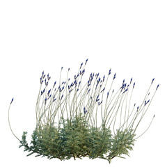 Naklejka premium Lavandula pinnata Sidonie tree, elevation, front view, cutout, transparent background, isolate, Detailed close-up of a lush green fern plant, perfect for nature and botanical themes.