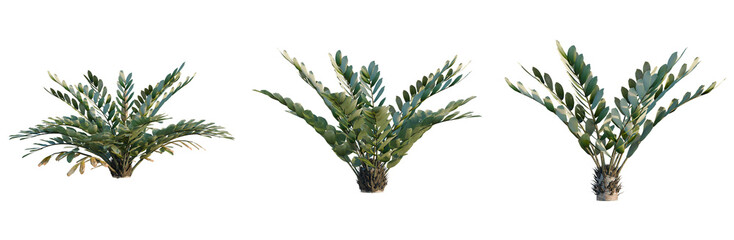 Zamia furfuracea tree, elevation, front view, cutout, transparent background, isolate, Detailed close-up of a palm tree trunk and base, intricate texture, natural beauty © DH Tree Stock