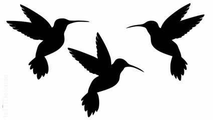 Obraz premium Three black hummingbirds flying in formation against transparent background
