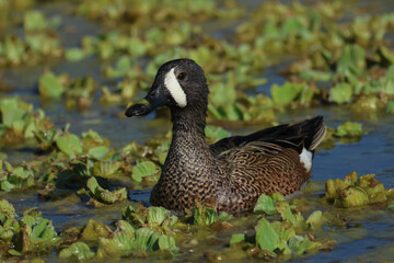 Obraz premium A male Blue-winged Teal, Spatula discors, swimming on a lake feeding.