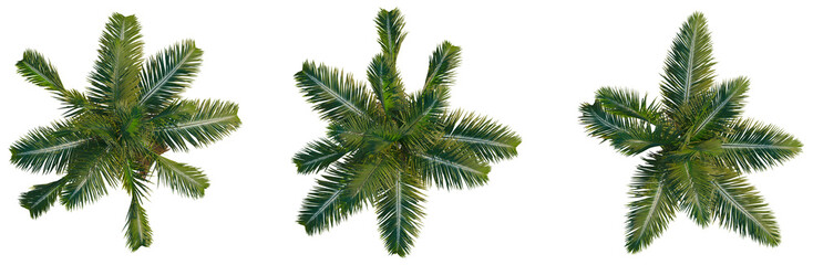 Archontophoenix cunninghamiana tree plan, top view, cutout, transparent background, isolate, Lush Green Tropical Palm Tree Fronds Close-Up, Vibrant Foliage Detail, Nature Background