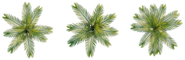 Obraz premium Butia capitata tree plan, top view, cutout, transparent background, isolate, Detailed green palm leaf close-up, tropical foliage texture, natural plant element for design