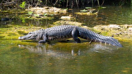 an alligator in the lake
