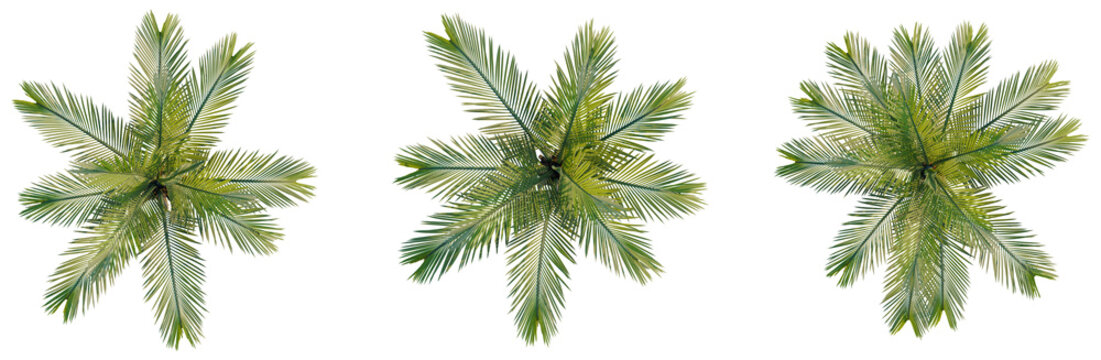 Butia capitata tree plan, top view, cutout, transparent background, isolate, Detailed green palm leaf close-up, tropical foliage texture, natural plant element for design