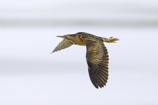 Eurasian bittern (Botaurus stellaris)