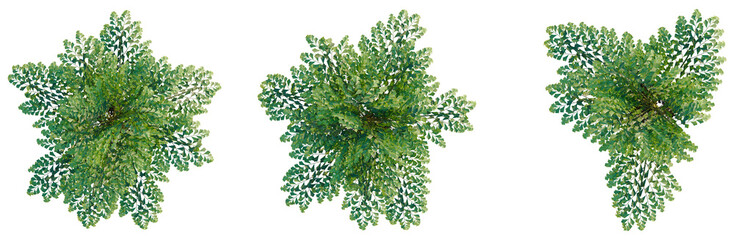 Caryota mitis tree plan, top view, cutout, transparent background, isolate, Detailed Green Fern...