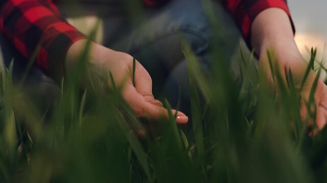 farmer hand finger touches stems green wheat leaves field sunset, agriculture farm business, sunset farming life, harvesting at dusk, touching wheat grain, rural sunset landscape, wheat hand landscape