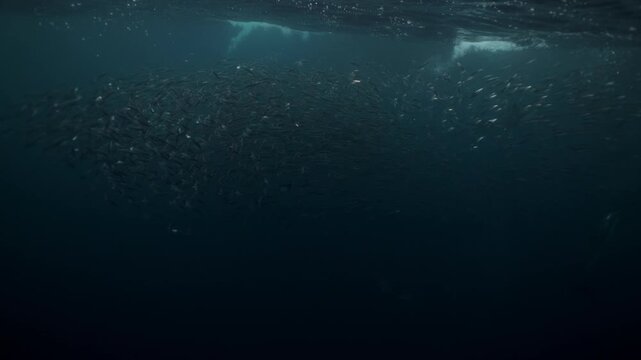 Pod of dolphins chasing a dense sardine bait ball during the annual Sardine Run off South Africa&rsquo;s Wild Coast. Powerful predators circle, dive and surge through the water in a feeding frenzy offshore.