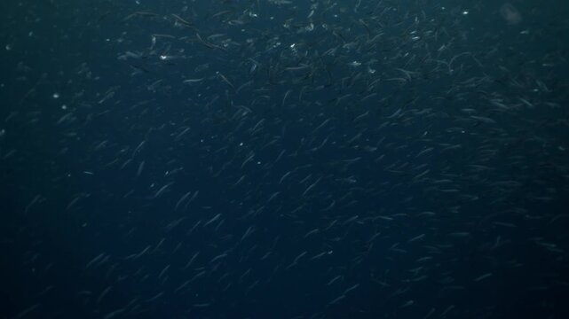 Shimmering sardine bait ball swirling underwater during the famous Sardine Run off South Africa&rsquo;s Wild Coast. Thousands of silver fish move in chaotic motion, reflecting sunlight as the dense school