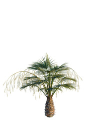 Brahea armata tree, elevation, front view, cutout, transparent background, isolate, Detailed close-up of a lush tropical palm tree, vibrant green foliage, nature macro