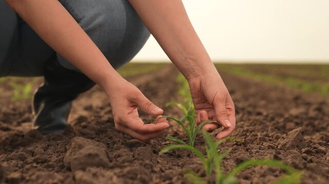 hand farmer sprout, young germ land field, agriculture, farming, business growth development, young get touch worker dirty garden taking inspects sapling droplets job successful hands bean stir child