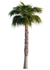 Naklejka premium Washingtonia robusta tree, elevation, front view, cutout, transparent background, isolate, Detailed close-up of a textured wooden surface, detailed texture, abstract background