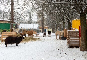 Fototapeta premium Alpacas, sheep and goats stand in a snowy enclosure of a small urban petting zoo during winter. Wooden feeders, hay and bare deciduous trees create a seasonal farm atmosphere with domestic animals res