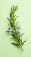 Fototapeta premium Fresh sprig of Rosemary with delicate blue flowers on a soft green background