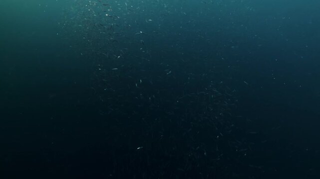 Shimmering sardine bait ball swirling underwater during the famous Sardine Run off South Africa&rsquo;s Wild Coast. Thousands of silver fish move in chaotic motion, reflecting sunlight as the dense school