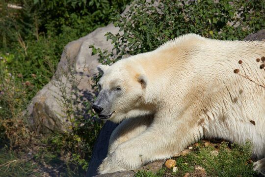 A resting polar bear in Vienna, Austria