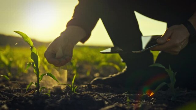 A modern farmer in a lush cornfield inspects the soil for dryness and records his observations on an electronic tablet, demonstrating the integration of technology and sustainable farming practices