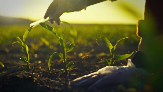 Rural agricultural farmer meticulously dispenses fertilizer from test tube into soil of vast corn field, boosting crop growth with precision application of chemicals to enhance yield on the open land