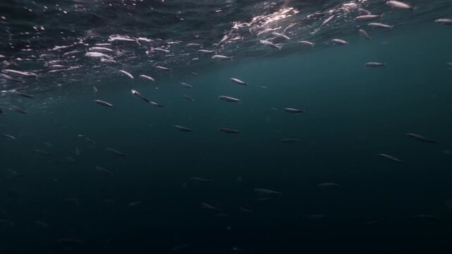 Shimmering sardine bait ball swirling underwater during the famous Sardine Run off South Africa&rsquo;s Wild Coast. Thousands of silver fish move in chaotic motion, reflecting sunlight as the dense school