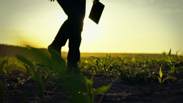 A farmer leisurely surveys his thriving cornfield as the sunset radiates a warm, golden glow, highlighting sustainable agricultural practices through careful crop cultivation