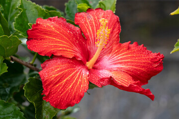 Hibiskus red growing flower close up
