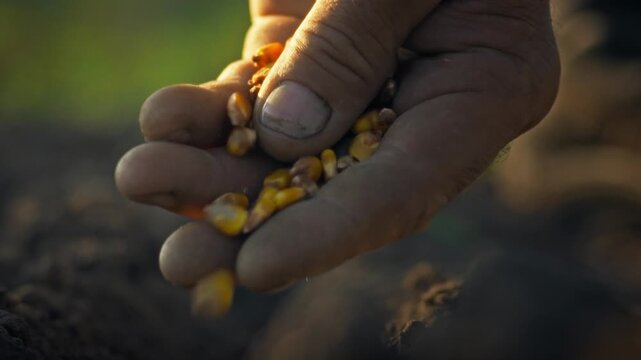 A farmer's hands gently sow corn kernels into prepared outdoor soil. The process showcases sustainable farming cultivation practices for agricultural development and a thriving industry