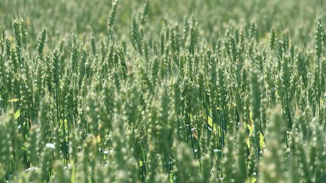 Wheat still in early stages of growth sways in breeze creating picturesque rural scene. Organic growth of wheat cereal crops promises rich harvest. Waving wheat sprouts stretching to sky closeup