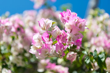 Obraz premium Bougainvillea exotic flower. Natural flower plant. Flora nature. Bright blooming flower in nature. Bougainvillea flower. Flowering nature closeup. Macro photography flowering Bougainvillea plant