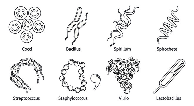 Bacteria Shapes and Forms Illustrated.
