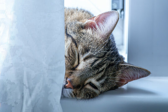 Kater schl&auml;ft am Fenster hinter dem Vorhang