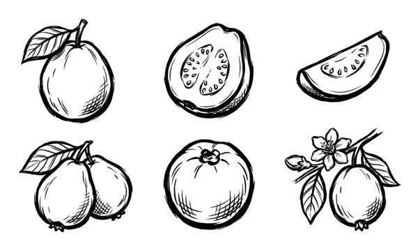 Hand-drawn black ink guava fruit illustrations depict whole, halved, and sliced tropical produce, alongside a branch with leaves and delicate blossoms, rendered in a rustic sketch style