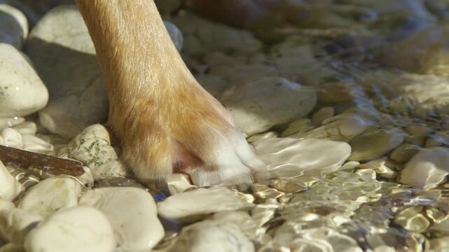 CLOSE UP: Wet dog paw on smooth Adriatic pebbles, gently lapped by the crystal clear sea. Furry friend stands on pebbly shore during beach walk. Natural contrast between seaside rocks and canine fur.