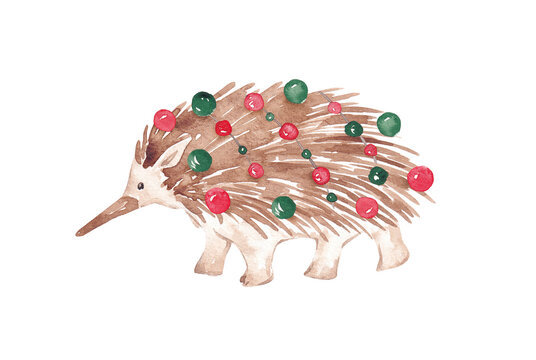 Christmas echidna illustration. Australian Christmas character hand painted with watercolor. Fun xmas ant-eater decorated with garland