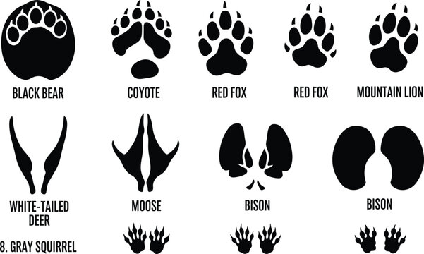 Animal track and scat identification guide