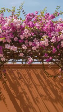 Vertical video: Swaying bougainvillea vine on trellis above yard wall, breeze shifting leaf shadows